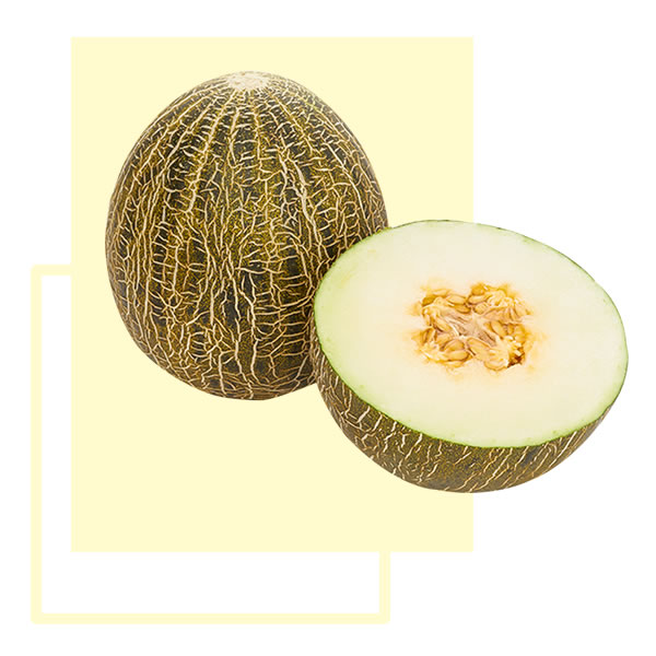 Melón Sapito Destacado